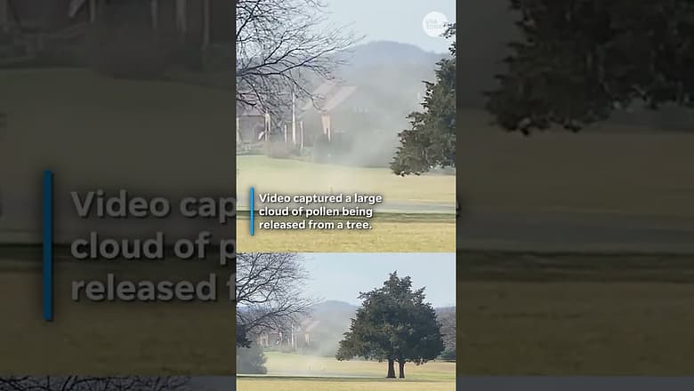 Allergy sufferers may want to prepare. See ‘pollen bomb’ fly from tree.