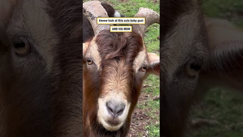 Awww look at this cute baby goat