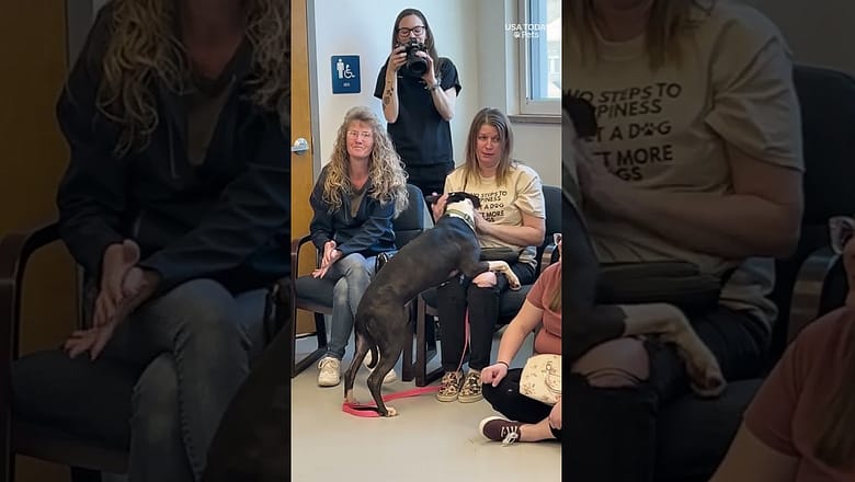 Is this the future of dog adoption? See dogs pick their new family.