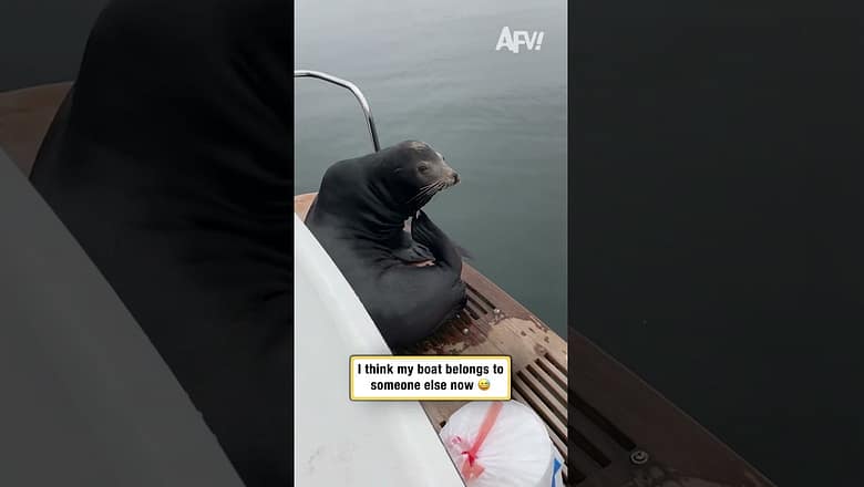 My boat got taken over by a sea lion π΄ββ οΈ #shorts #funny