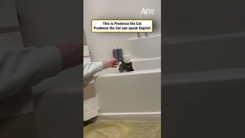 This Prudence the Cat. Prudence the Cat can speak English.