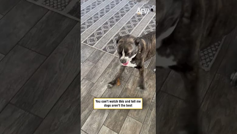 You can’t watch this and tell me dogs aren’t the best