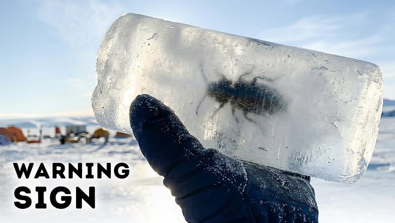 Antarctica’s Ice May Collapse Again – Scientists Just Found Proof