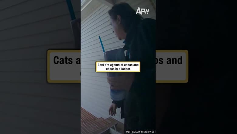 Cats are agents of chaos and chaos is a ladder