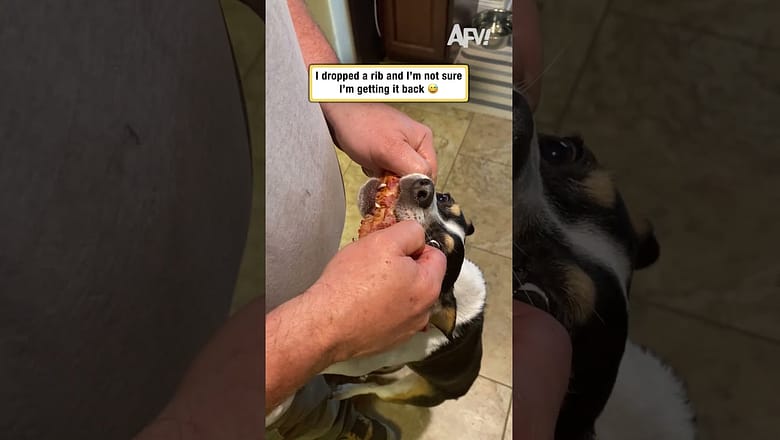 Dog Refuses to Give Up His Prize #funny #shorts