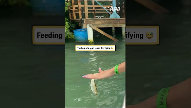Feeding a tarpon looks terrifying π