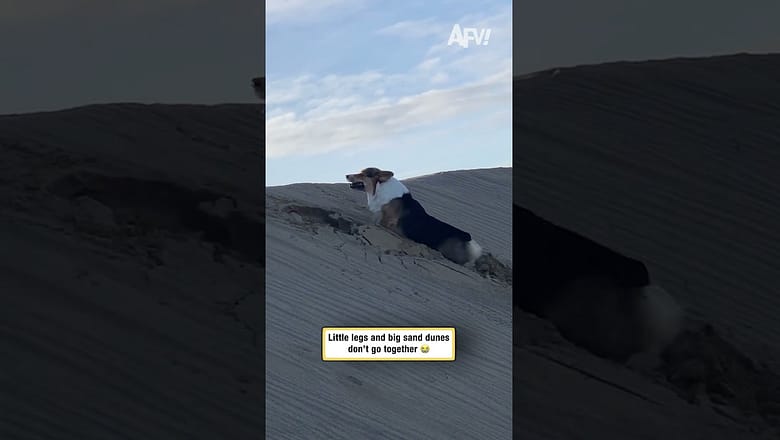 Little legs and big sand dunes don’t go together 😭