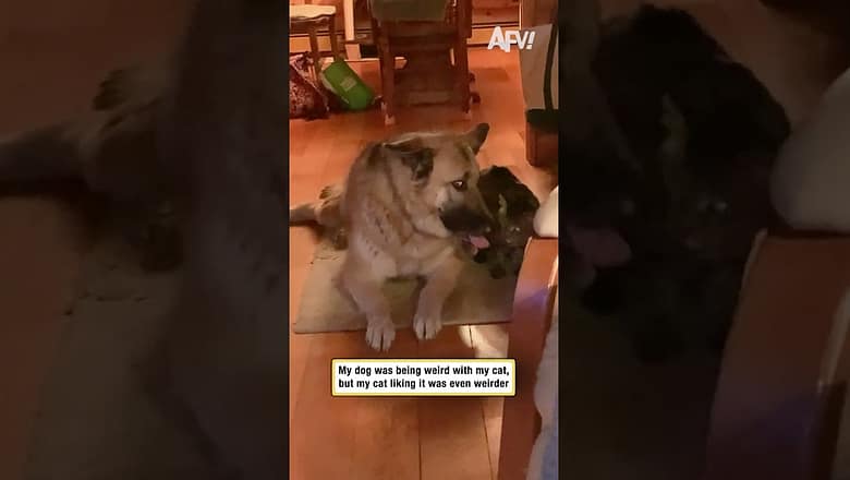 My dog was being weird with my cat, but my cat liking it was even weirder