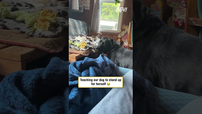 Teaching our dog to stand up for herself π
