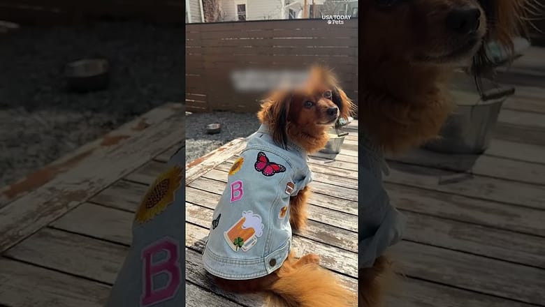 These dogs just out‑styled everyone thanks to Petco. See their cute denim jackets.