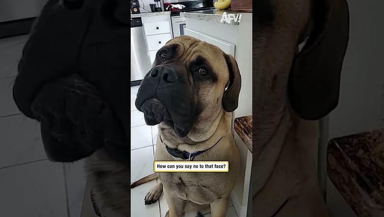 How can you say no to that face?