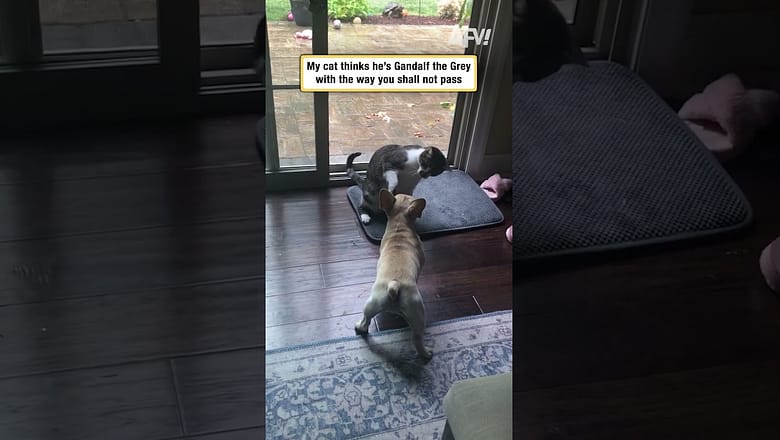 My cat thinks he’s Gandalf the Grey with the way you shall not pass
