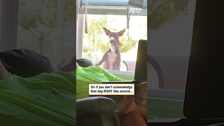 Sir if you don’t acknowledge that dog RIGHT this second…