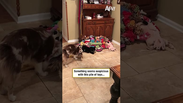 Something seems suspicious with this pile of toys…