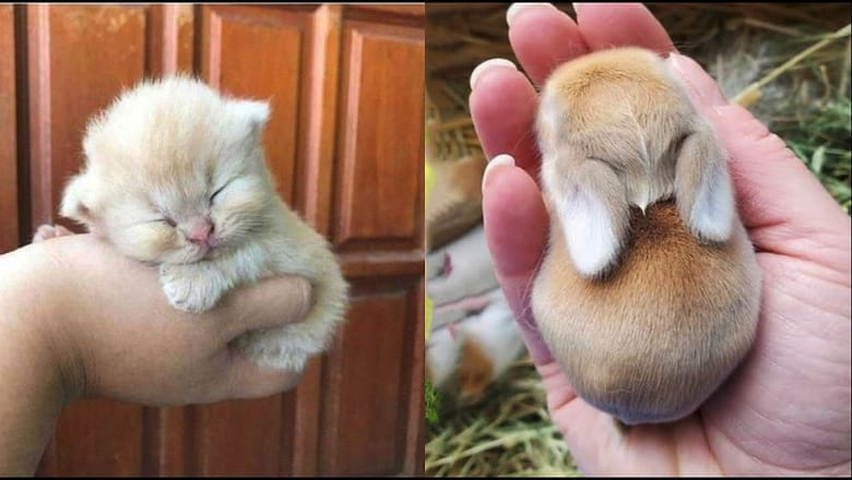 The Internet’s Cutest Baby Animals Compilation 🐶✨ 2026