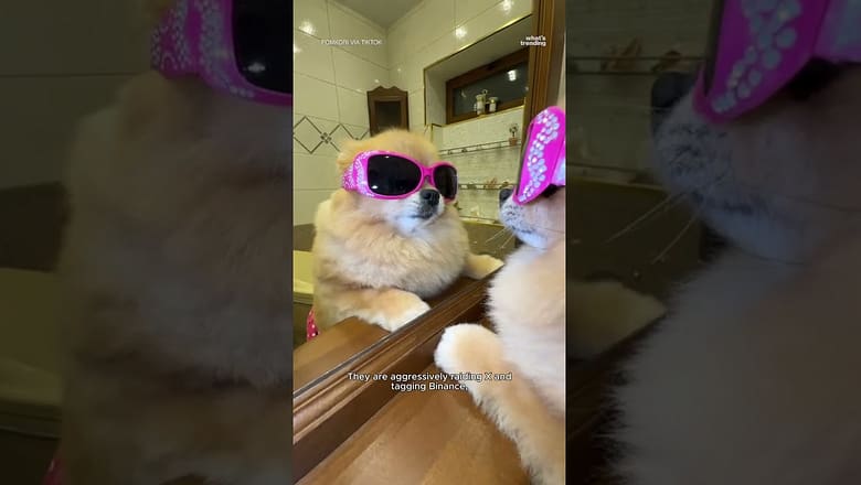 The Viral Skateboarding Pom Taking Over Crypto! 🤯