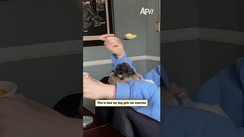 This is how my dog gets her exercise