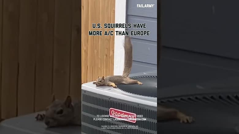 Squirrels just wanna have central air #heatwave #europe #worldcup #america #extremeweather