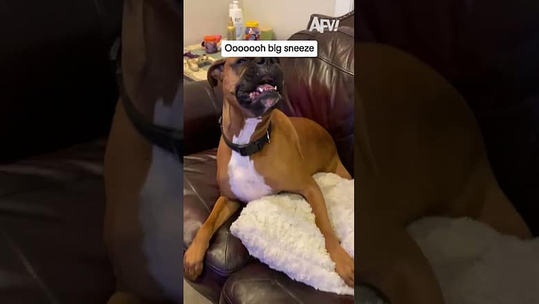 This dog’s sneeze is absolutely unhinged ๐