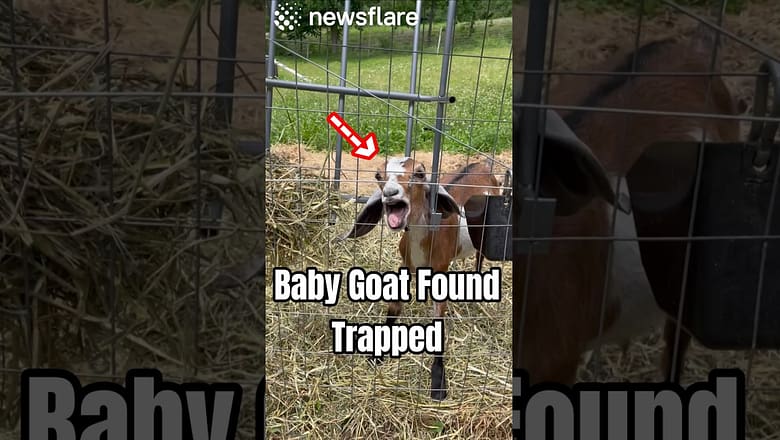 Baby Goat Was Trapped, Alone & Scared