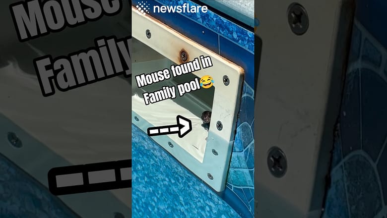 Child Rescues a Drowning Baby Mouse
