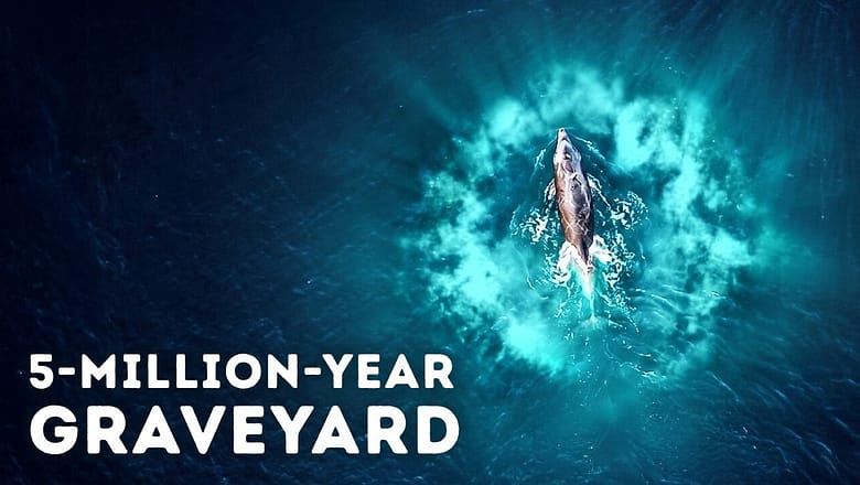 Deep-Sea Researchers Just Found a Massive Whale Graveyard That Shouldn’t Exist