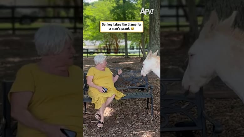 Donkey takes the blame for a man’s prank π