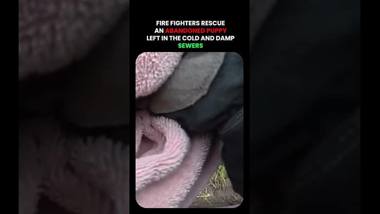 Fire Fighters Rescue Abandoned Puppy
