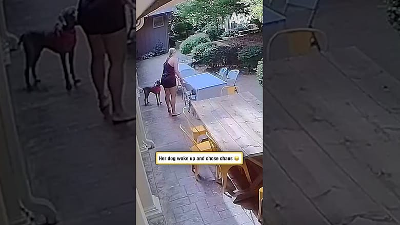 Her dog woke up and chose chaos π