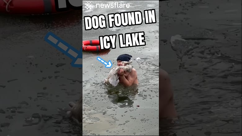 Heroic Man Dives Into Icy Water To Save Dog