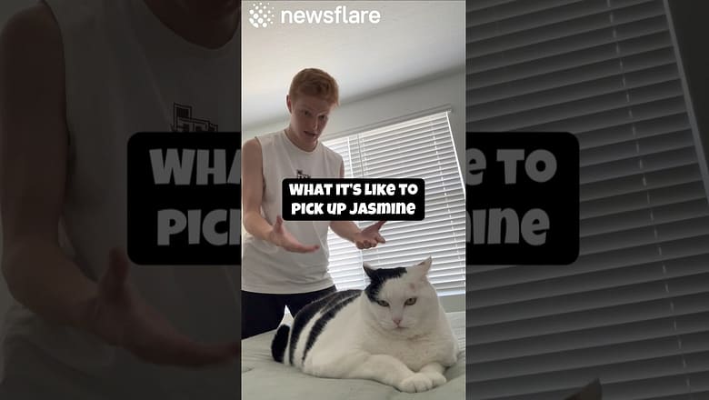 How To Pick Up Jasmine The Cat