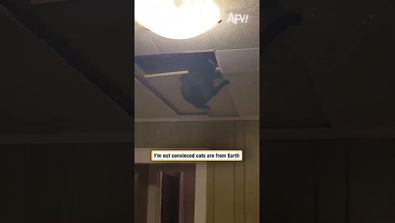 I’m not convinced cats are from Earth