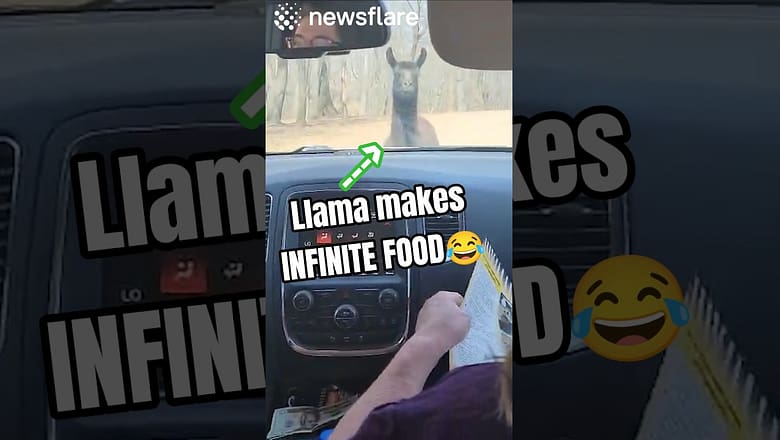 Llamas Trick For Infinite Food