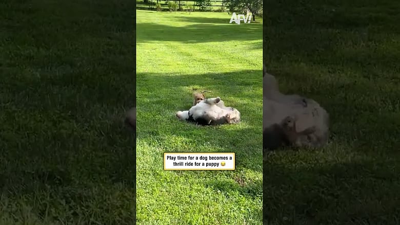 Play time for a dog becomes a thrill ride for a puppy 😂