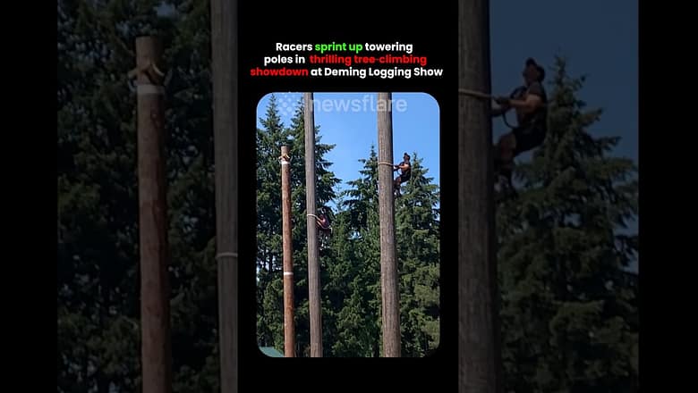 Racers Climb Up Tree In Ultimate Showdown