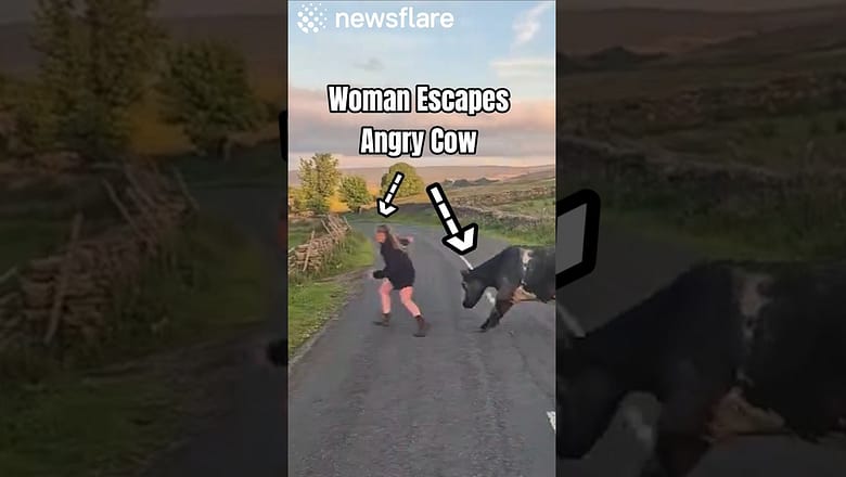 She Shouldn’t Have Approached The Cow